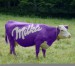 Milka-Cow-25254.jpg
